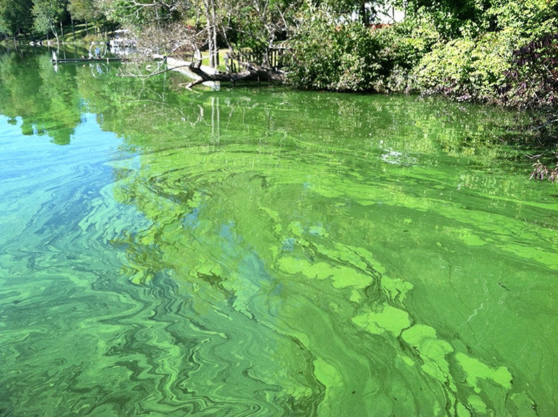 Controlling Pond Algae