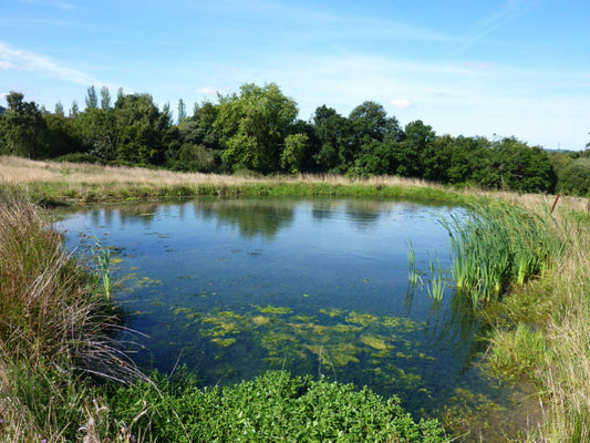 Build an Ecosystem Pond