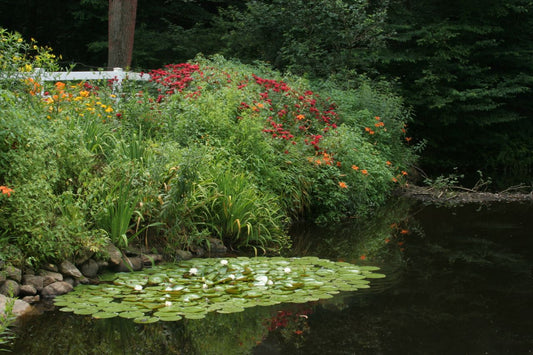 Different Type of Aquatic Plants on Your Farm Pond