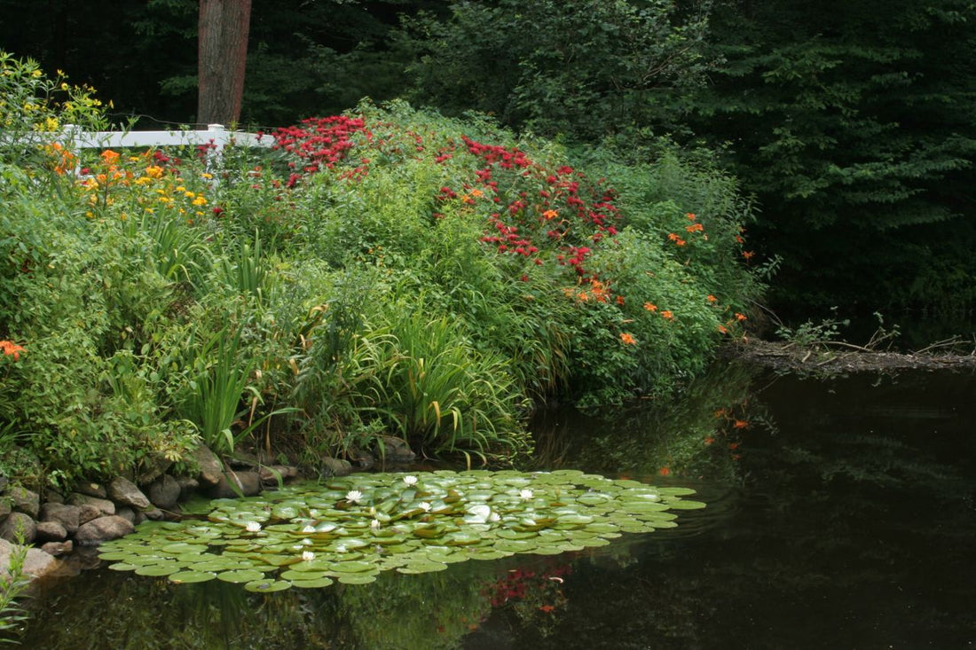 Big Payback with Eco-Friendly Lake & Pond Management