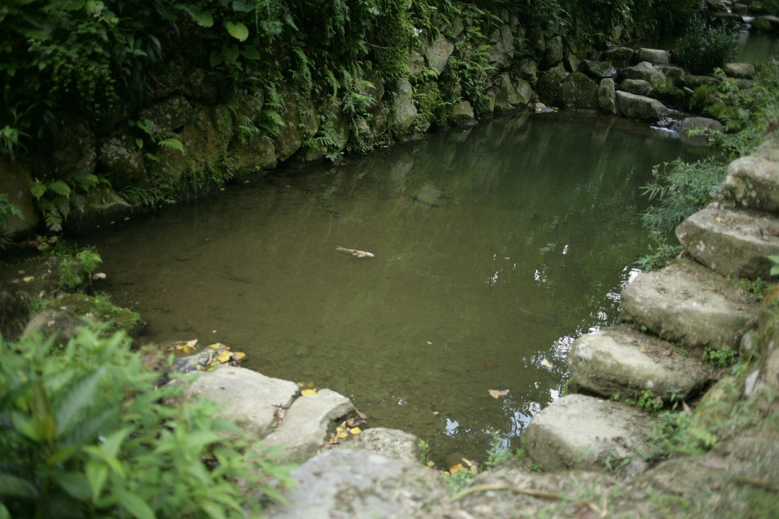 DIY backyard pond ideas