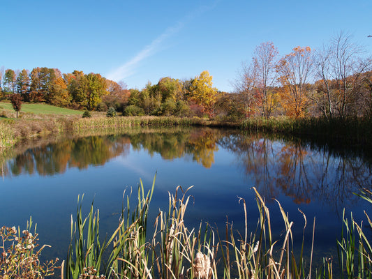 The Benefits of Using Blue Pond Water