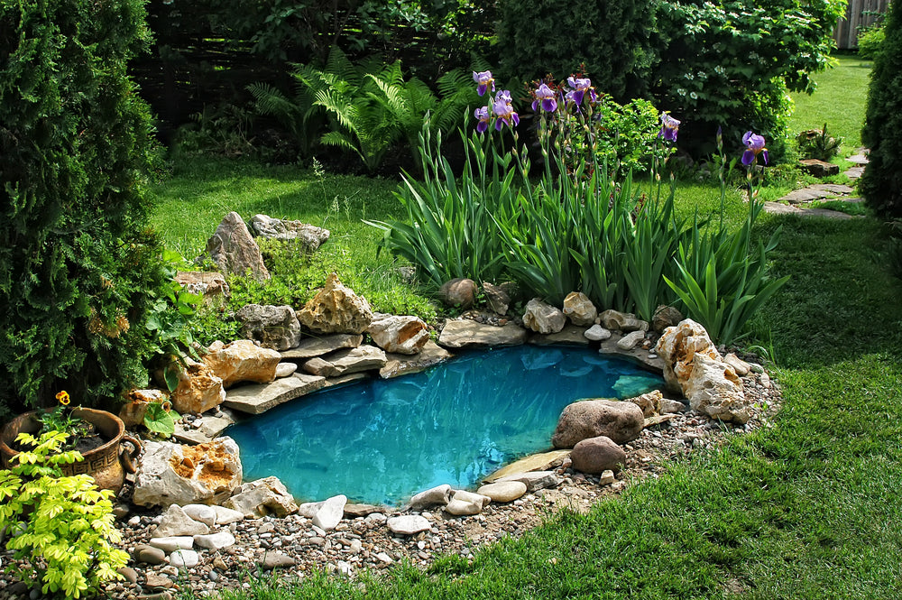 Best Small Pond Ideas And Tips To