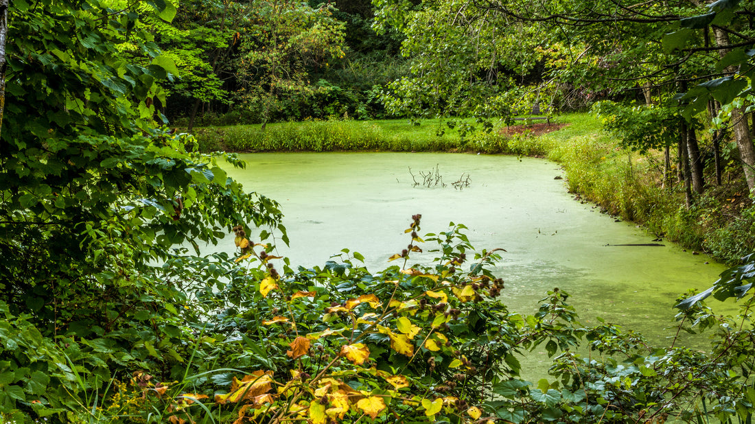 How Do I Get Rid of Green Pond Water?