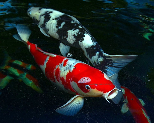 A Koi Pond Can Add Life to Landscaping