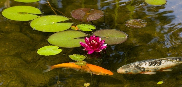 My Pond Stinks! How Can I Get Rid of the Bad Smell?