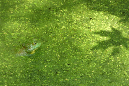 UV pond clarifier