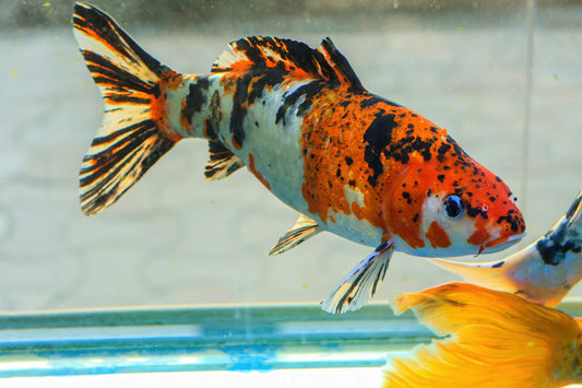 fish