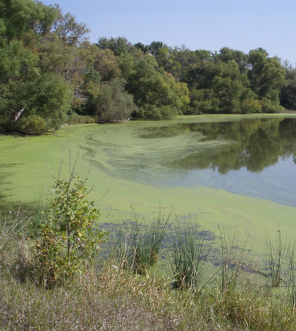 Controlling Algae