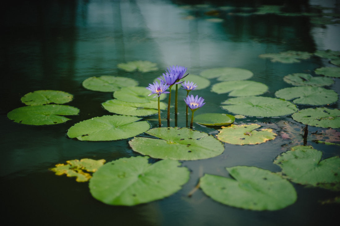 How to Clean a Pond Pump: A Step-by-Step Guide