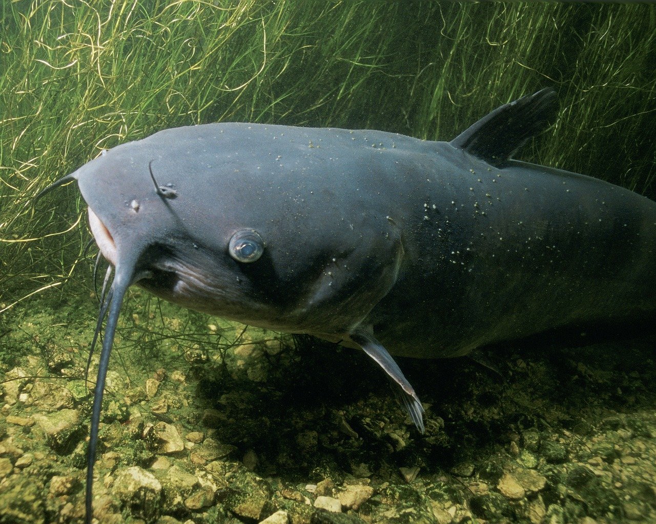 Catfish live on sale