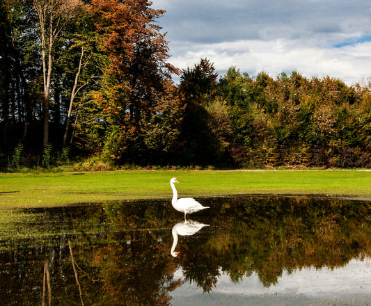The Principles of Pond Management