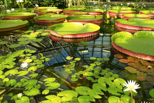 floating pond plants