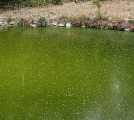 How to Get Rid of Green Pond Water