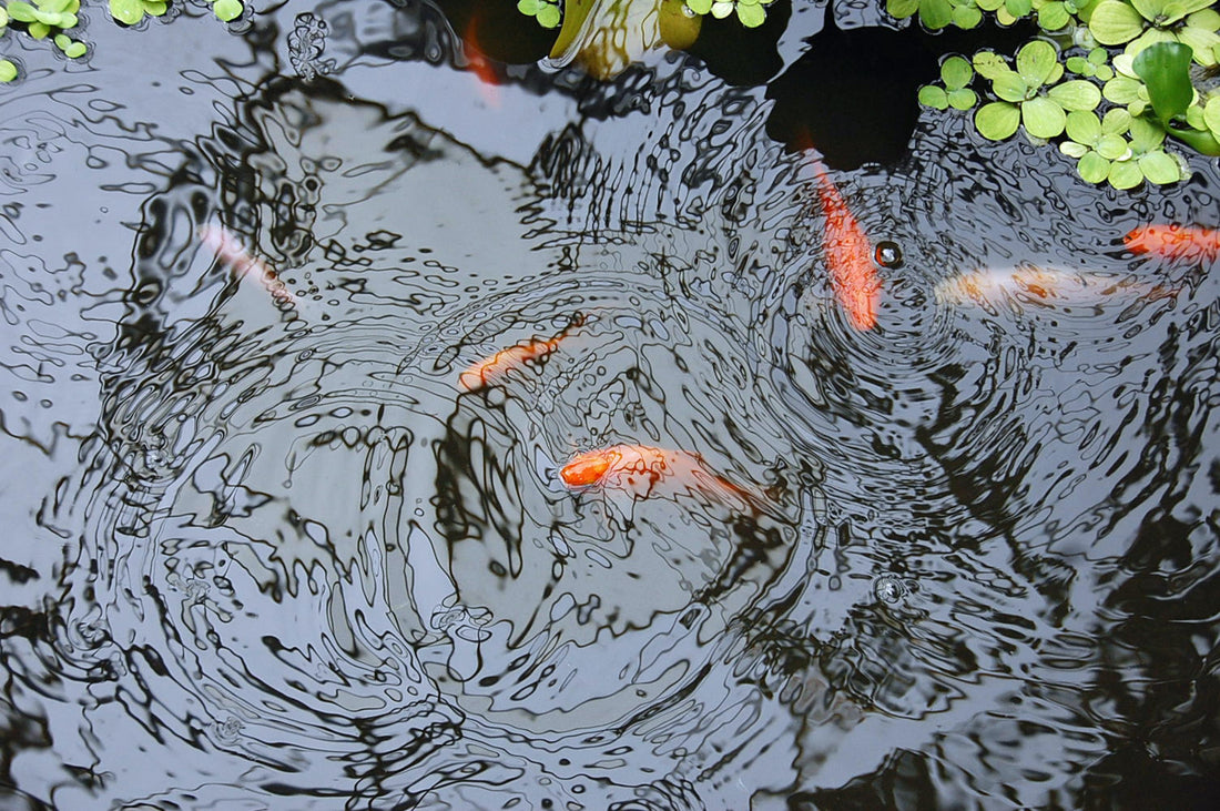 summer fish kill prevention, protect your pond fish