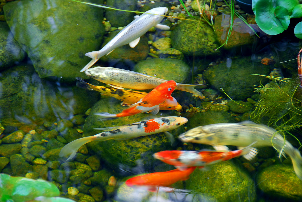 Best 16 Fish That Eat Algae In Ponds