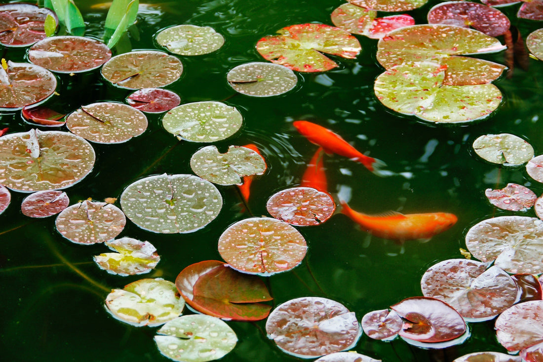 Types of Koi