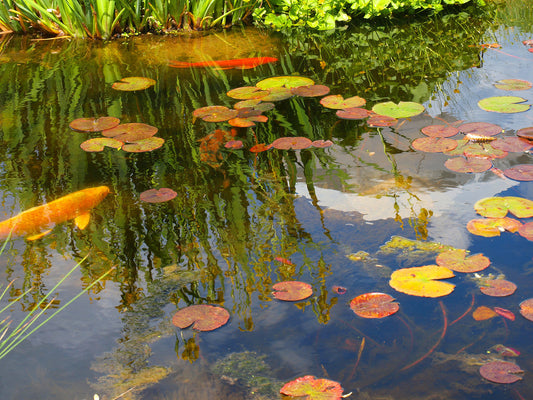 How Much Bentonite to Seal a Pond?