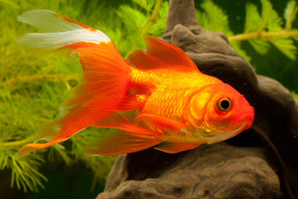 Learn how to create a beautiful and low-maintenance goldfish pond with the right tools and expert advice from Living Water Aeration. Shop our selection today for everything you need.