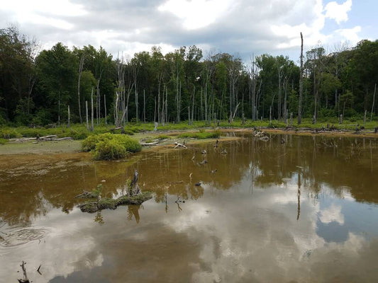 Learn how to effectively clear murky pond water with all-natural clarifiers and regular water changes. Keep your pond healthy and clean with these tips from Living Water Aeration.