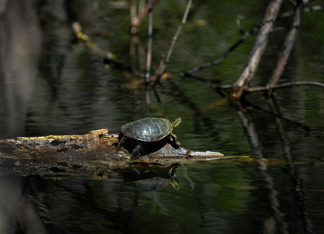 Are you looking for ways to control turtles in your backyard pond? Look no further! Living Water Aeration offers expert tips and products for turtle management.