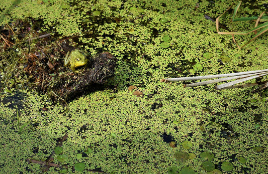 Learn about the dangers of duckweed and how to get rid of it in your pond or water feature. Living Water Aeration offers a variety of solutions for clear, healthy ecosystems.