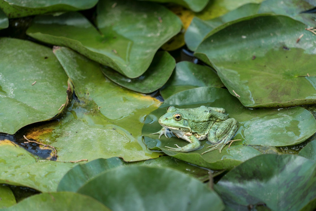Learn how to get rid of frogs from your pond with effective measures from the pond maintenance experts at Living Water Aeration.