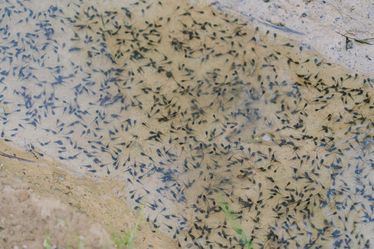 Learn how to get rid of tadpoles in your pond with these tips from Living Water Aeration. The right pond care and maintenance can keep your pond healthy.