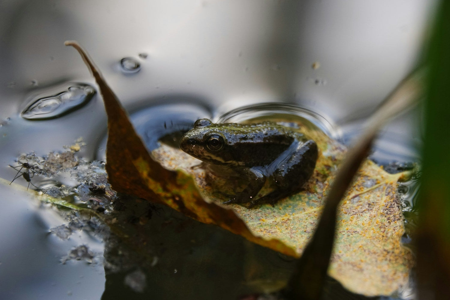 What Do Frogs Eat in Your Pond? Living Water Aeration