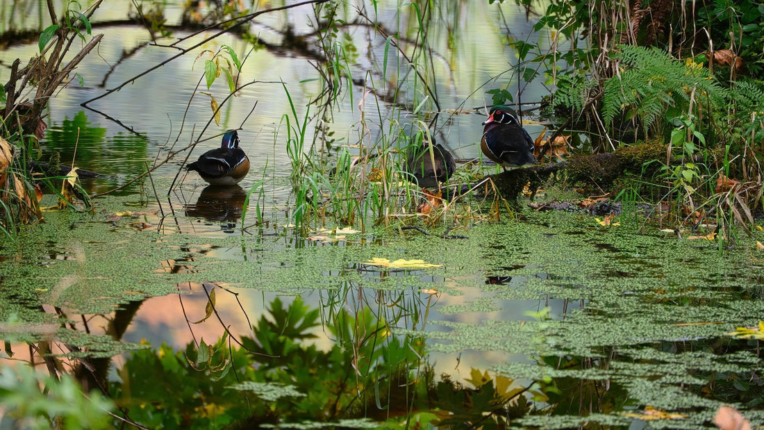 Easy and Effective Ways to Get Rid of Coontail in Your Pond