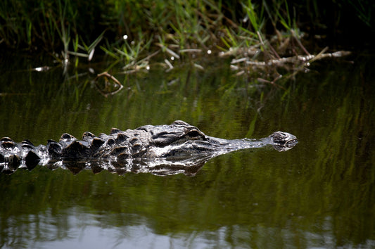 How to Get Rid Of Alligators from Your Pond and Property