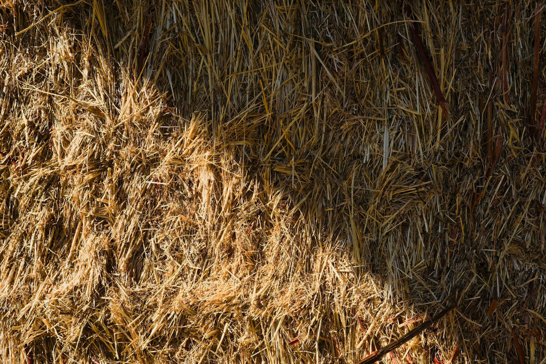 How To Use Barley Straw to Clear Up Pond Water