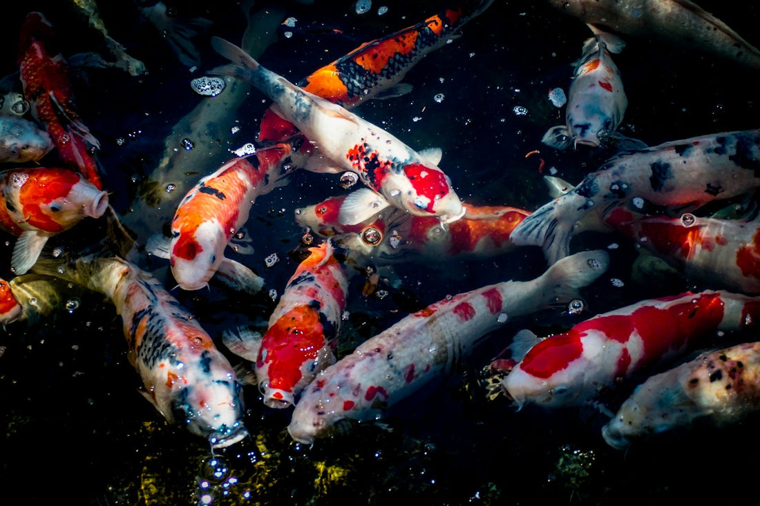 Why Is There Foam In My Koi Pond?