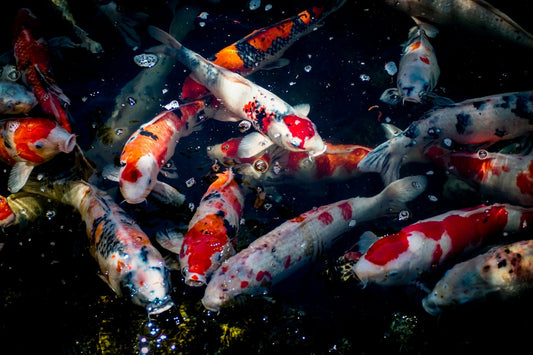 Why Is There Foam In My Koi Pond?