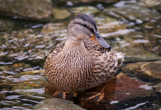 brown duck