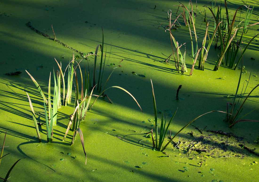 5 Common Types of Pond Algae