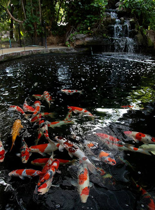 Building your Own Koi Pond