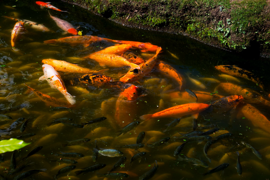 Pond Aerators for Sale: Top Picks for 2025