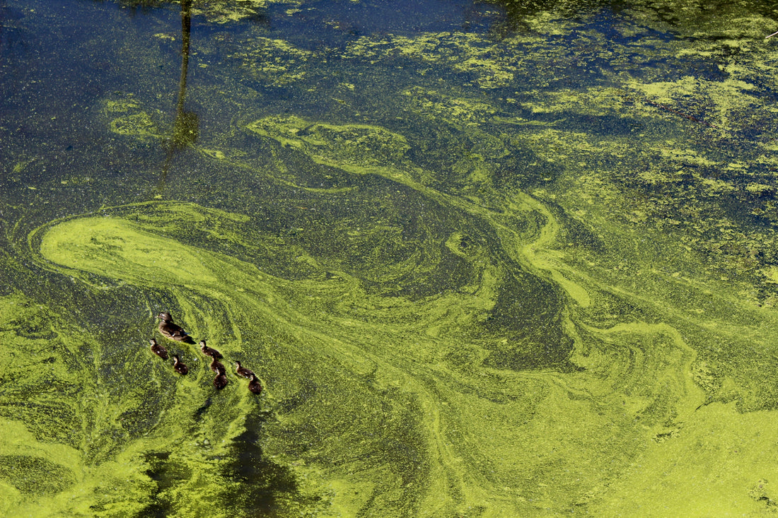 IS ALGAE GOOD IN YOUR POND?