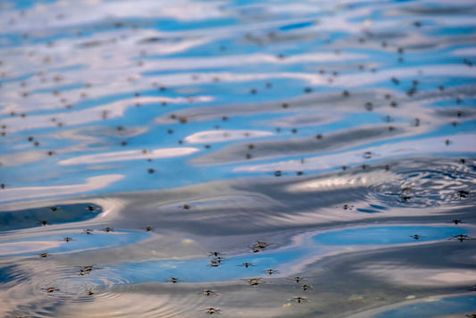 How To Safely Kill Mosquitoes From Your Pond Without Killing Your Fish