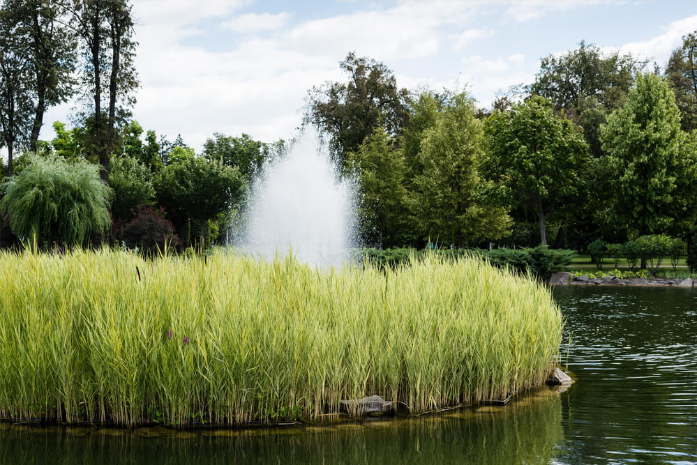 Your Pond Is Losing Water—Why, And How to Fix It