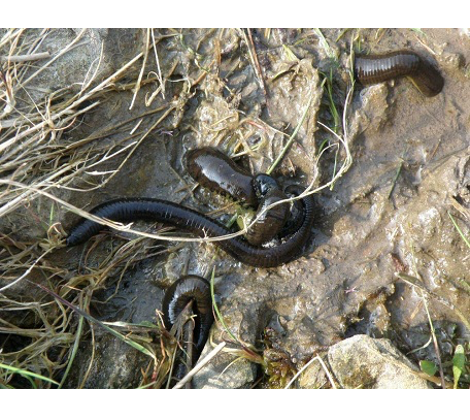 How to Remove Leeches from a Pond: Effective Strategies