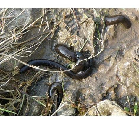 How to Remove Leeches From Your Backyard Pond