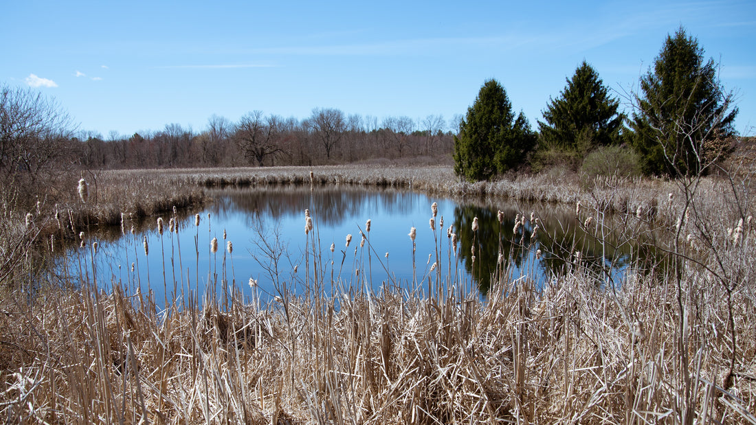 Get Rid of Cattails