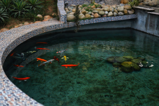 Solar Powered Pond Pump vs. Electric: Which is Better?