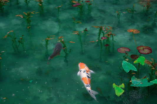 fish pond