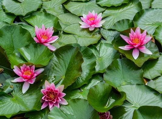 where to buy pond plants