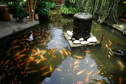 winter pond care